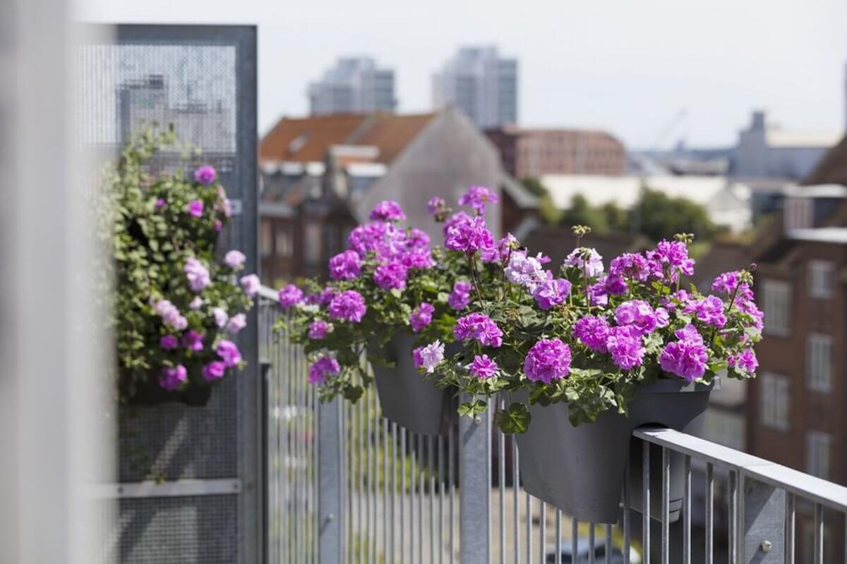 Od lat absolutną gwiazdą wśród roślin balkonowych jest pelargonia. I nic dziwnego: ta kochająca słońce piękność nie tylko urzeka obfitością kwiatów i różnorodnością kształtów, ale także jest bardzo łatwa w pielęgnacji.