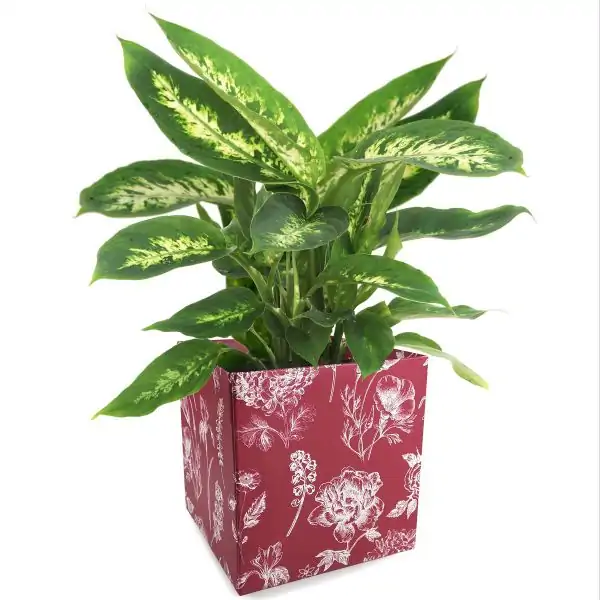 SacsCA-Simply-Botanical-Red-Compo_x1200_1