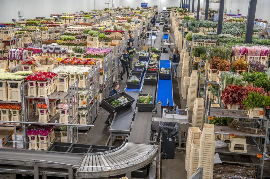 Centrum logistyczne Heemskerk Flowers w Rijnsburgu – kompletacja i przygotowanie kwiatów do transportu